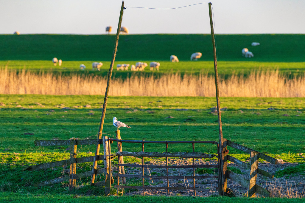 2022_04_17_DSC1573 Kopie | Hochwertig gedruckte Fotografien für die Wand, als Kalender und zum Verschenken. Hamburg & Norddeutschland und überall wo ich mit der Kamera unterwegs war.