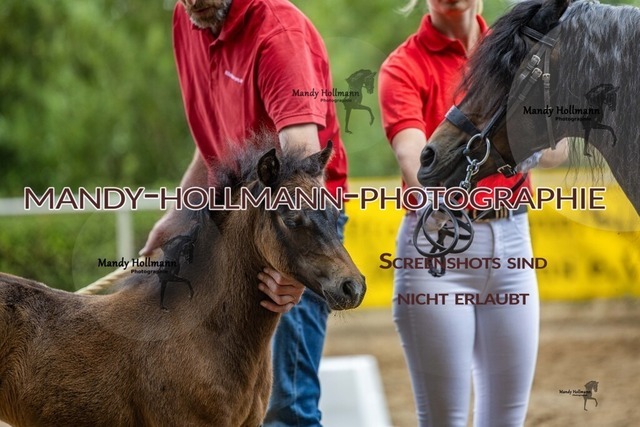 Sage Haast RR-392 | mandyhollmannphotographie