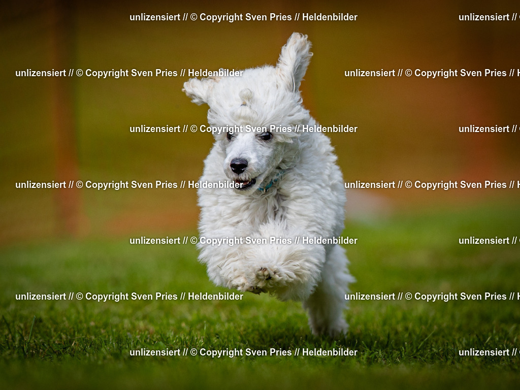 Sven Pries | 2024-09-22 - Hunderennen Baden-BadenPudelverein - Realisiert mit Pictrs.com