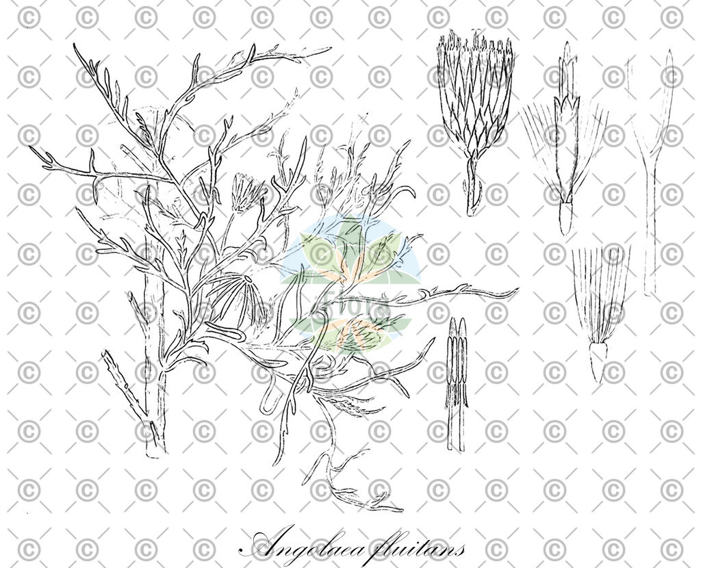 HistAbb_wfo-0000536542_19_ENZY_Simple | Historische Abbildung von Angolaea fluitans - Podostemaceae | Historical Illustration of Angolaea fluitans - Podostemaceae