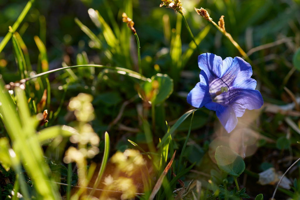 Blauer Enzian in Wiese | Bad Mitterndorf, Austria - June 26, 2017: Blauer Enzian in Wiese. - Realisiert mit Pictrs.com