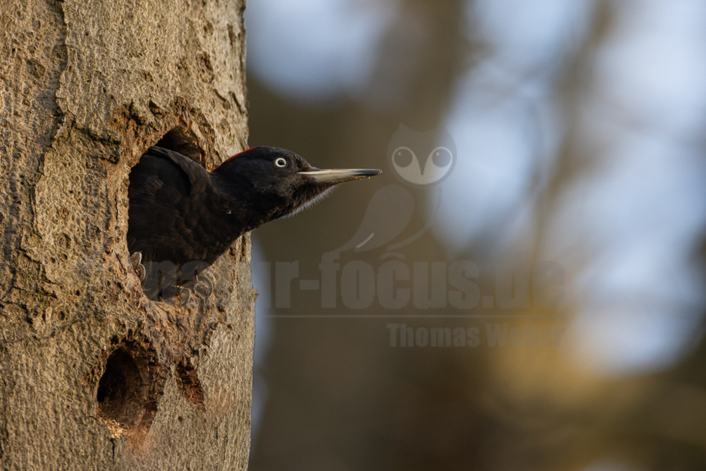 20220414182720 | Schwarzspecht an seiner Bruthöhle - Realisiert mit Pictrs.com