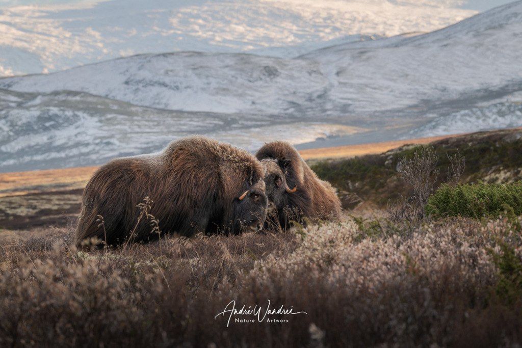Die Starken im Norden | Andre Wandrei - Nature Artworx - Realisiert mit Pictrs.com