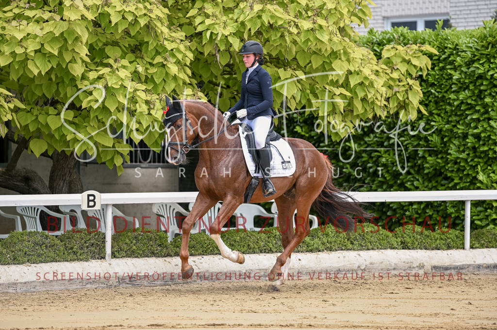 Schugtsche-Aluta25-48.Reitpferfdeprf.-158 | Schugtsche Fotografie - Realisiert mit Pictrs.com