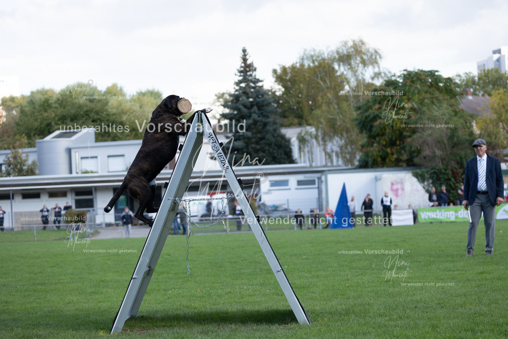 _16A5713 | Einzigartige Fotos von Hunden & Menschen –Actionfotos, Portraits, Vereinsaufnahmen & Paarshootings – authentisch, lebendig & mit Herz.
