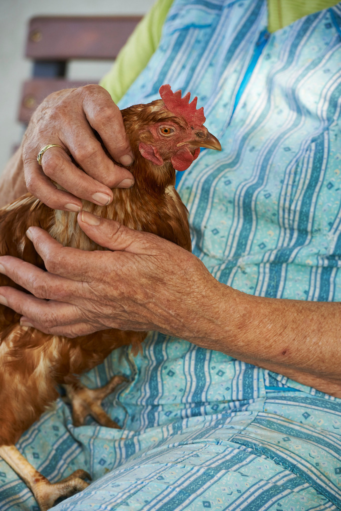 Ältere Frau mit Huhn in der Hand | Rohrbrunn, Austria - July 21, 2015: Ältere Frau sitzt auf einer Holzbank und hält ihr Lieblingshuhn. - Realisiert mit Pictrs.com