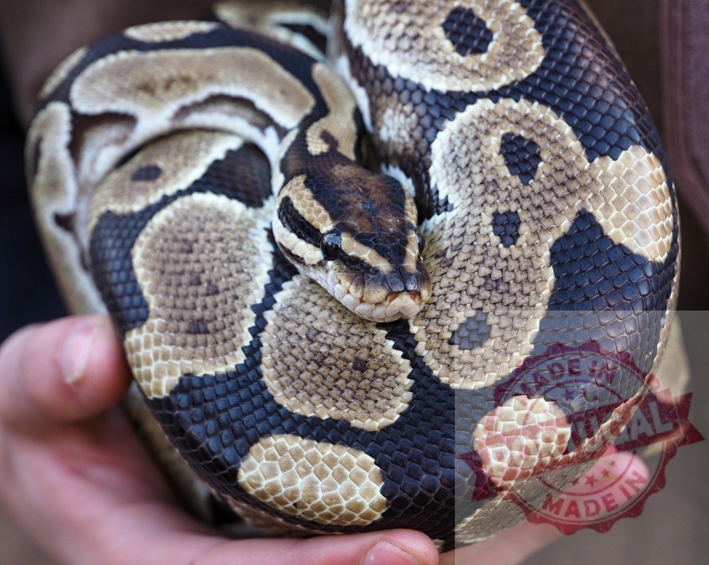 Royal ball python curling in human hands | Ball python snake coiling, showing intricate skin patterns and scales in a person's hands - Realisiert mit Pictrs.com