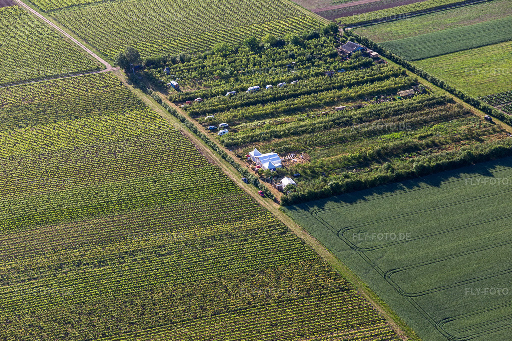 Luftbild: Obstplantage im Ortsteil Mühlhofen in Billigheim-Ingenheim im Bundesland Rheinland-Pfalz in Deutschland. Foto: IMG_132217.jpg vom 28.05.2022 durch Werner Riehm/FLY-FOTO.de