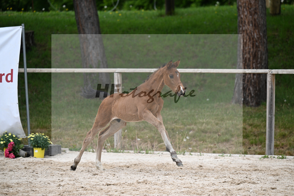 Kat-Nr. 32 HF Chelici Orange x High Level_Heinzelmann_24260912 | hf-fotografie - Realisiert mit Pictrs.com