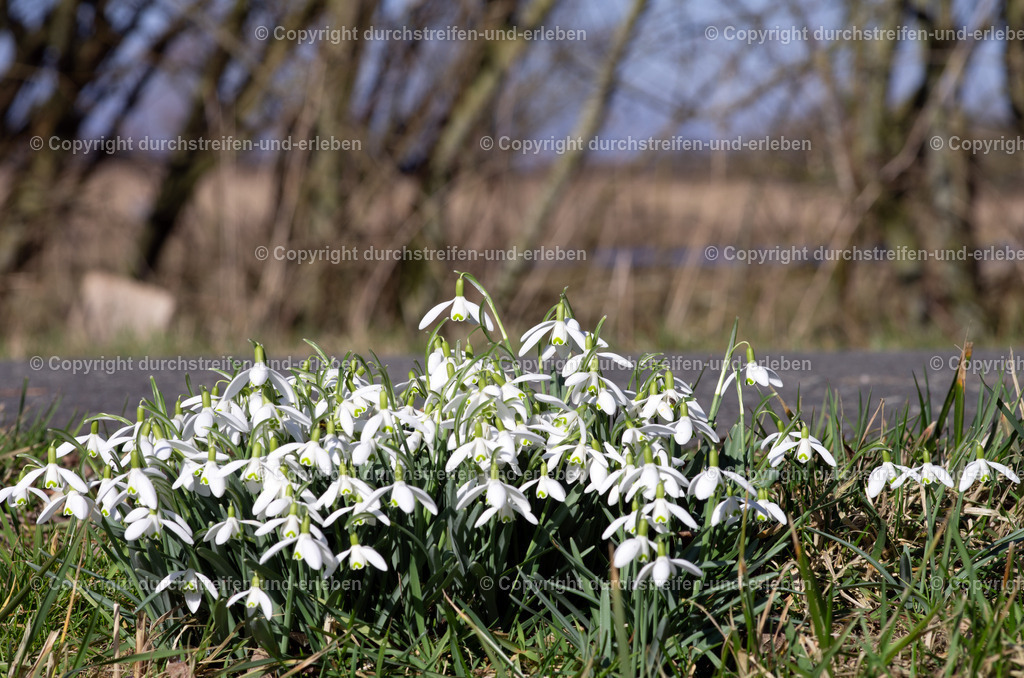 Erster Frühlingsbote Schneeglöckchen | Schneeglöckchen blühen als erstes vorm typischen Zaun einer Feuchtwiese in den Rieselfeldern - Realisiert mit Pictrs.com