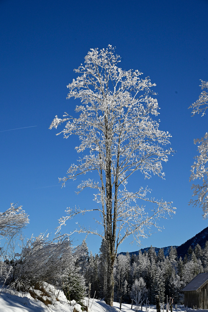 Wintermärchen in Weiß: Kristallene Stille | Ein Anblick wie aus einem glitzernden Traum: Stolz und filigran erhebt sich ein dicht mit Raureif und Schnee verzierter Baum vor einem makellos tiefblauen Winterhimmel. Jeder einzelne Ast wirkt wie von Meisterhand aus feinstem Kristall geformt. Die strahlende Wintersonne bringt die weiße Pracht zum Leuchten, während im Hintergrund tief verschneite Tannenwälder und eine urige Holzhütte die winterliche Idylle vollkommen machen. Diese Aufnahme fängt die eiskalte Klarheit, die absolute Ruhe und den magischen Zauber eines perfekten Wintertages in den Bergen ein. - Realisiert mit Pictrs.com