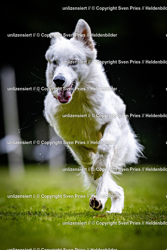 Sven Pries | 2025-10-03 - Hunderennen Obergrombach - Realisiert mit Pictrs.com