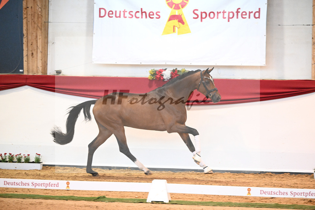 Kat-Nr. 60 Vivino x Soliman de Hus_Berger_43231999 | hf-fotografie - Realisiert mit Pictrs.com