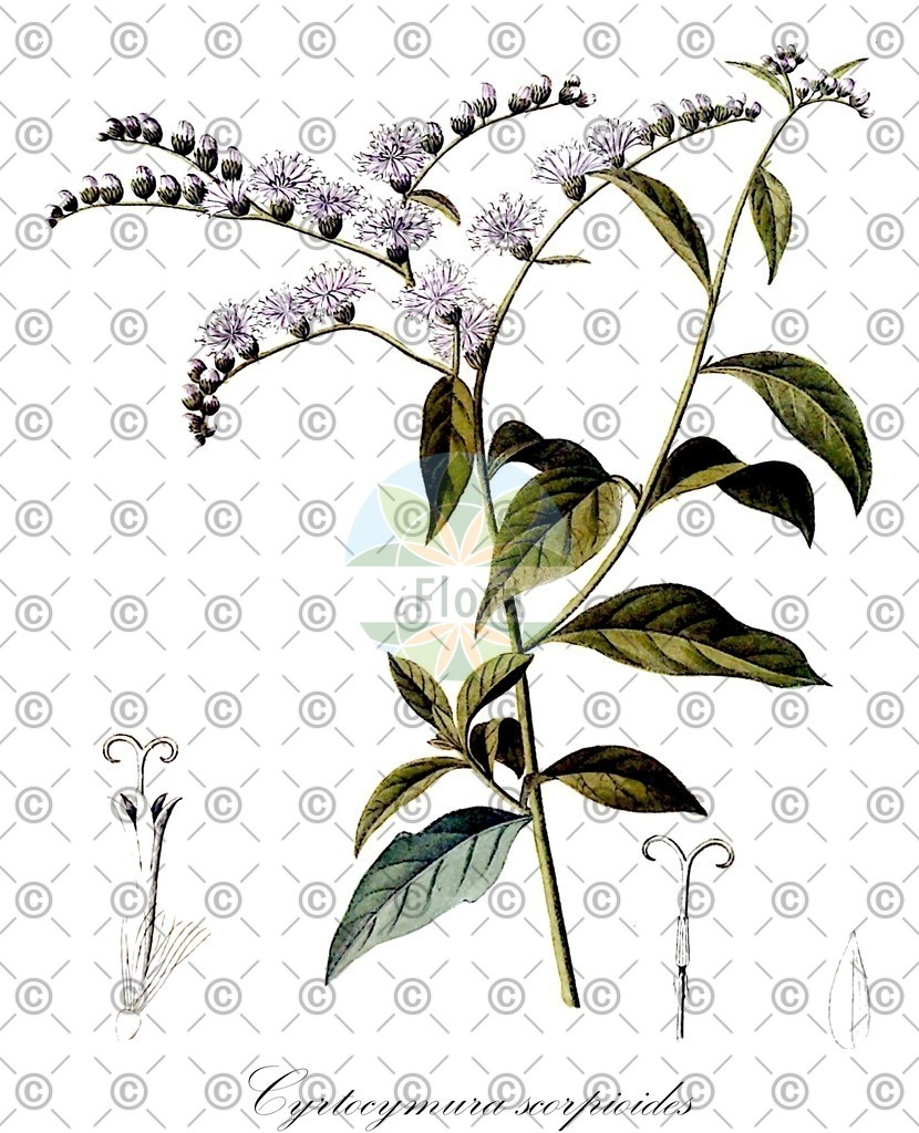 HistAbb_wfo-0000935986_1_ENZY_Simple | Historische Abbildung von Cyrtocymura scorpioides - Asteraceae | Historical Illustration of Cyrtocymura scorpioides - Asteraceae