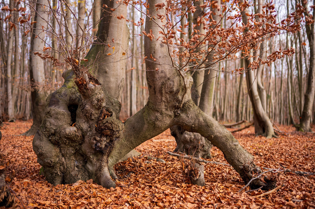 POA | Herbst Baeme im Wald - Realisiert mit Pictrs.com