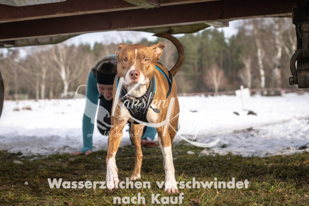0848_ZZ92704-4 | kk-dogfotos