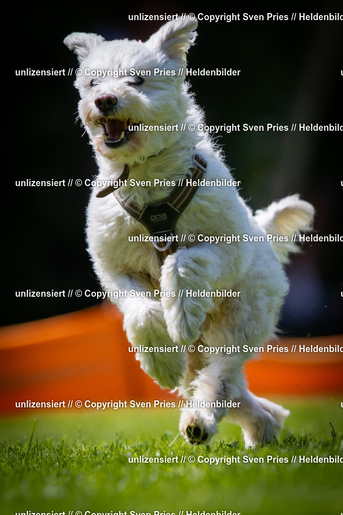 Sven Pries | 2025-08-10 - Hunderennen Durlach - Realisiert mit Pictrs.com