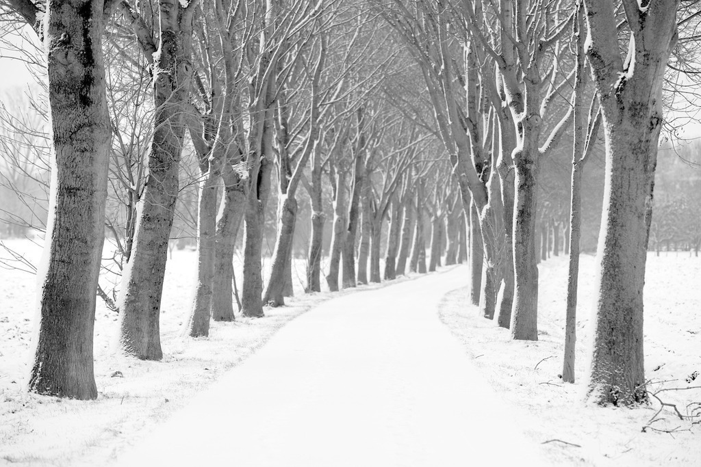 100103-054 | Europa, DEU, Deutschland, Nordrhein Westfalen, NRW, Rheinland, Niederrhein, Voerde, Naturschutzgebiet Momm-Niederung, Winter, Schnee, Baeume, Weg, Strasse, Allee, Baumallee, Kategorien und Themen, Natur, Umwelt, Landschaft, Jahreszeiten, Stimmungen, Landschaftsfotografie, Landschaften, Landschaftsphoto, Landschaftsphotographie, Naturschutz, Naturschutzgebiete, Landschaftsschutz, Biotop, Biotope, Landschaftsschutzgebiete, Landschaftsschutzgebiet, Oekologie, Oekologisch, Typisch, Landschaftstypisch, Landschaftspflege

[Fuer die Nutzung gelten die jeweils gueltigen Allgemeinen Liefer-und Geschaeftsbedingungen. Nutzung nur gegen Verwendungsmeldung und Nachweis. Download der AGB unter http://www.image-box.com oder werden auf Anfrage zugesendet. Freigabe ist vorher erforderlich. Jede Nutzung des Fotos ist honorarpflichtig gemaess derzeit gueltiger MFM Liste - Kontakt, Uwe Schmid-Fotografie, Duisburg, Tel. (+49).2065.677997, 
archiv@image-box.com, www.image-box.com] - Realisiert mit Pictrs.com