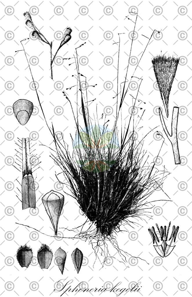 HistAbb_wfo-0001208787_1_ENZY_Simple | Historische Abbildung von Spheneria kegelii - Poaceae | Historical Illustration of Spheneria kegelii - Poaceae