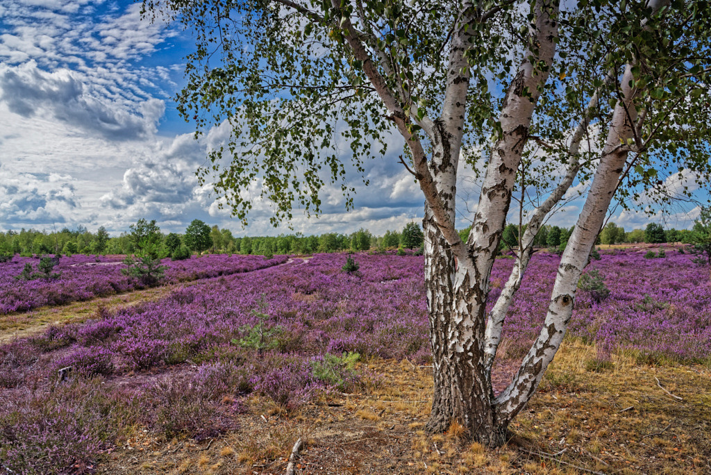 WIKIMEDIA-FOTO Heide_an_der_Försterei_Prösa | Bedeutsame Landschaften Deutschlands - Realisiert mit Pictrs.com