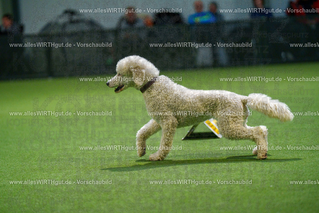 7R509925 | Professionelle Tierfotografie in Mönchengladbach von Daniel Wirth (allesWIRTHgut). Liebevolle & natürliche Bilder von Hunden & Katzen für unvergessliche Erinnerungen.