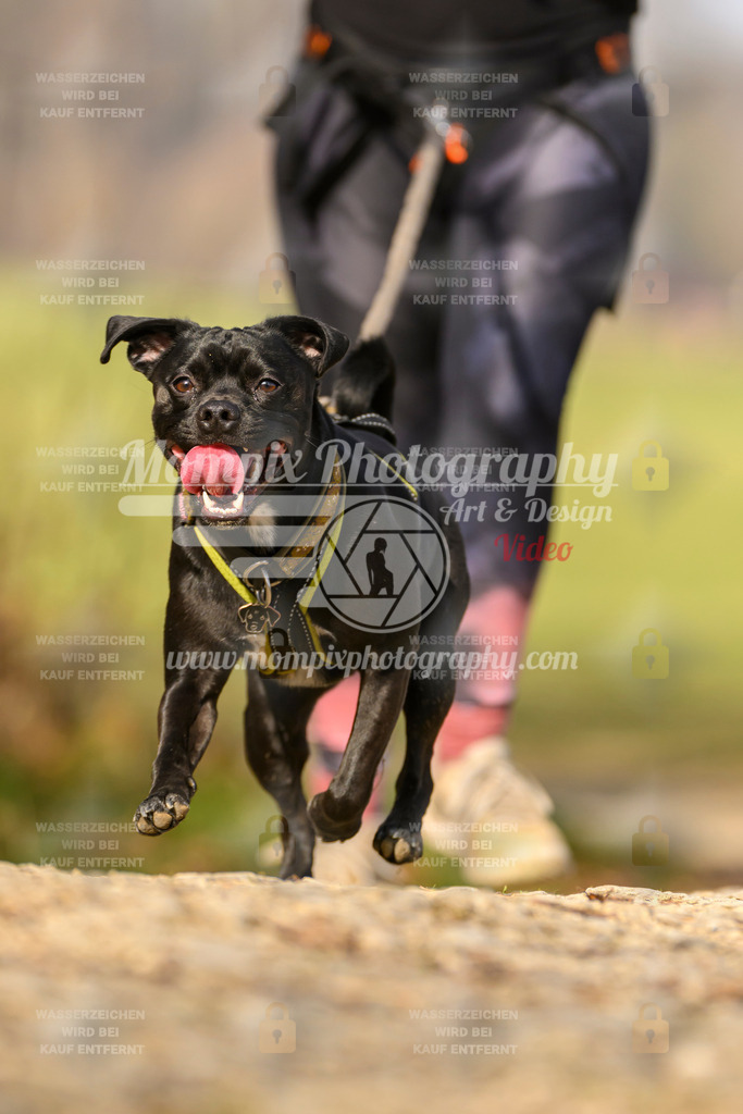 MompixPhotography_6ReiatRennen2026_SA_HappyDog-55 | PayLife