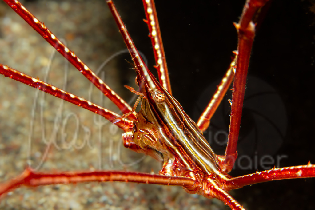 Stenorhynchus seticornis | Pfeilkrabbe - Realisiert mit Pictrs.com