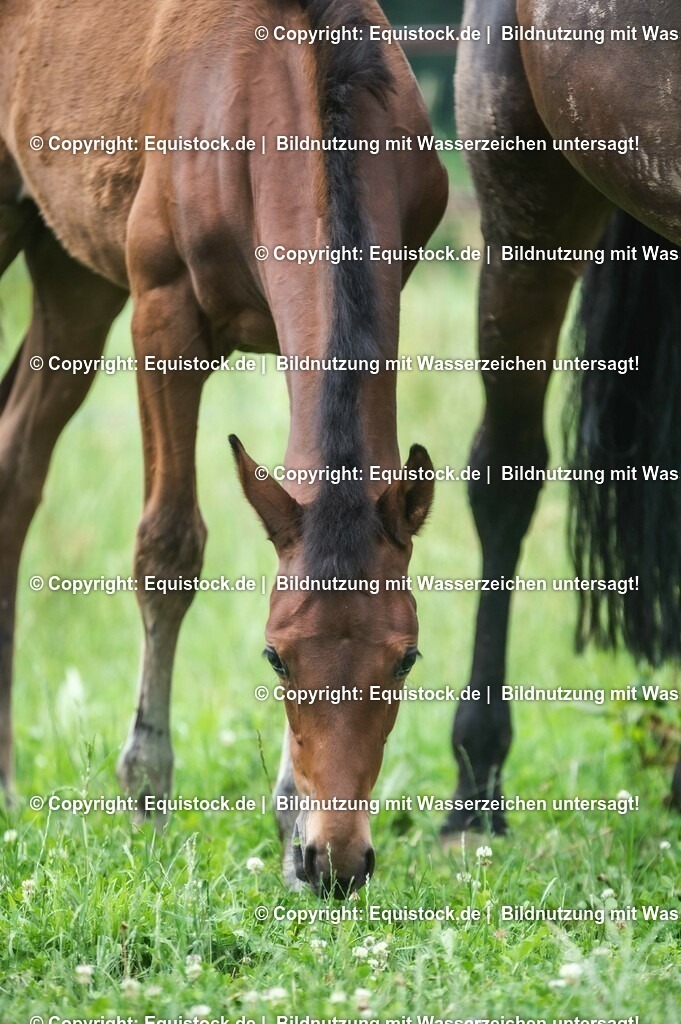 20210623_Fohlen_0509 | Foto: Thomas Hartig