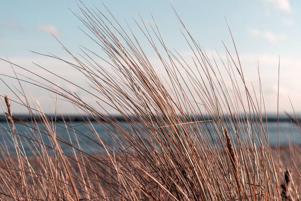 Wandbild: Strandhafer am Meer  | Dieses Wandbild im Querformat zeigt Strandhafer am Sandstrand in Nahaufnahme. Im Hintergrund ist in der Unschärfe der Strand, das Meer sowie der hellblaue Himmel mit einigen hellen Wolken zu sehen. Der warme Beigeton des Strandhafers bringt Wärme in dein Zuhause und sorgt für eine wohnliche Wohlfühlatmosphäre. Sie lieben maritime Deko? Dann passt dieses Wandbild perfekt zu Ihnen. Verschönern Sie Ihr Zuhause im Wohnzimmer, Schlafzimmer und Küche. Oder schaffen Sie ein tolles Urlaubsflair in Ihrer Ferienwohnung. Dieses Wandbild ist auf Leinwand, Aluminium-Platte, Acrylglas oder als Holzdruck erhältlich. Die Wandbilder werden individuell für Sie in vielen Abmessungen produziert. Daher passen die Ostseekult Wandbilder immer perfekt an Ihre Wände.  - Realisiert mit Pictrs.com