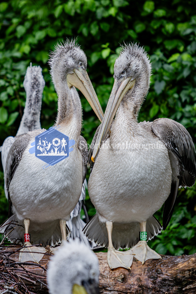 IMG_5815 | SportEventFotografie - Roman Stoiber