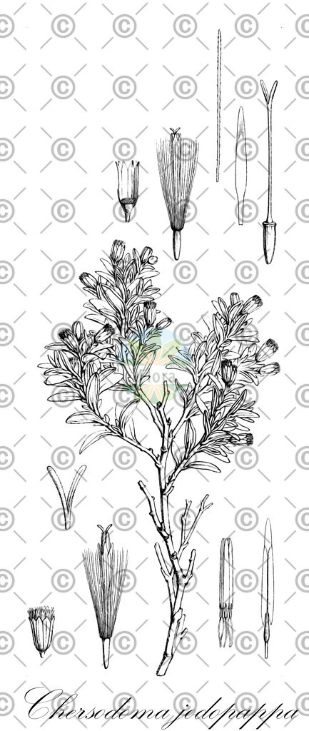 HistAbb_wfo-0000204996_1_ENZY_Simple | Historische Abbildung von Chersodoma jodopappa - Asteraceae | Historical Illustration of Chersodoma jodopappa - Asteraceae