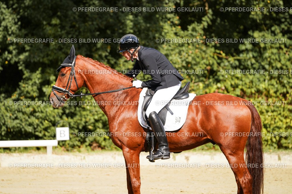 DSC08644 | Pferdegrafie