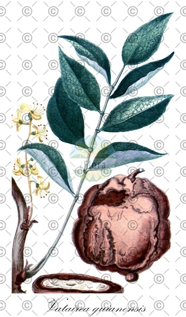 HistAbb_wfo-0000423122_1_ENZY_Simple | Historische Abbildung von Vatairea guianensis - Fabaceae | Historical Illustration of Vatairea guianensis - Fabaceae