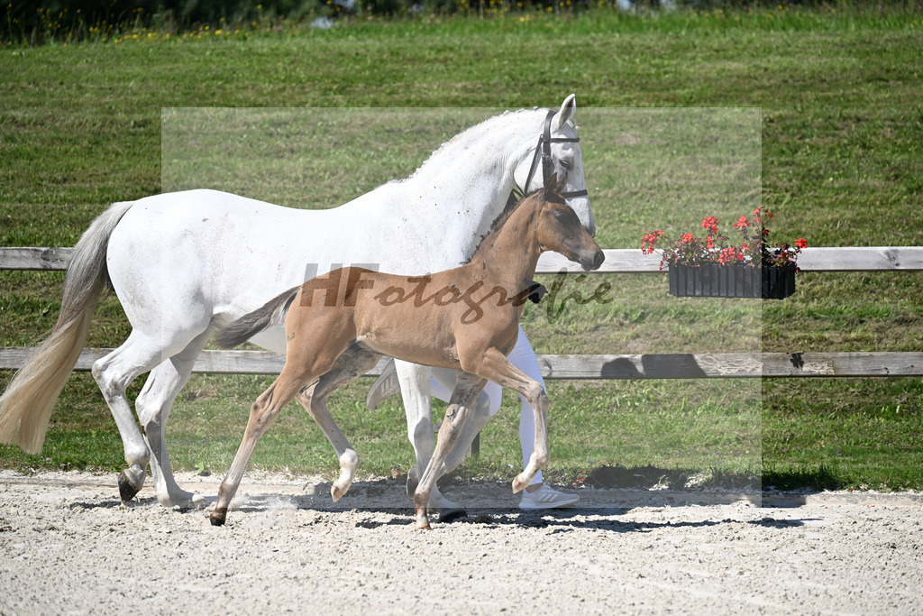 Kat-Nr. 10 Conthargos x Mylord Carthago_HF_Zuchthof Meindl_24250202 | hf-fotografie - Realizzato con Pictrs.com