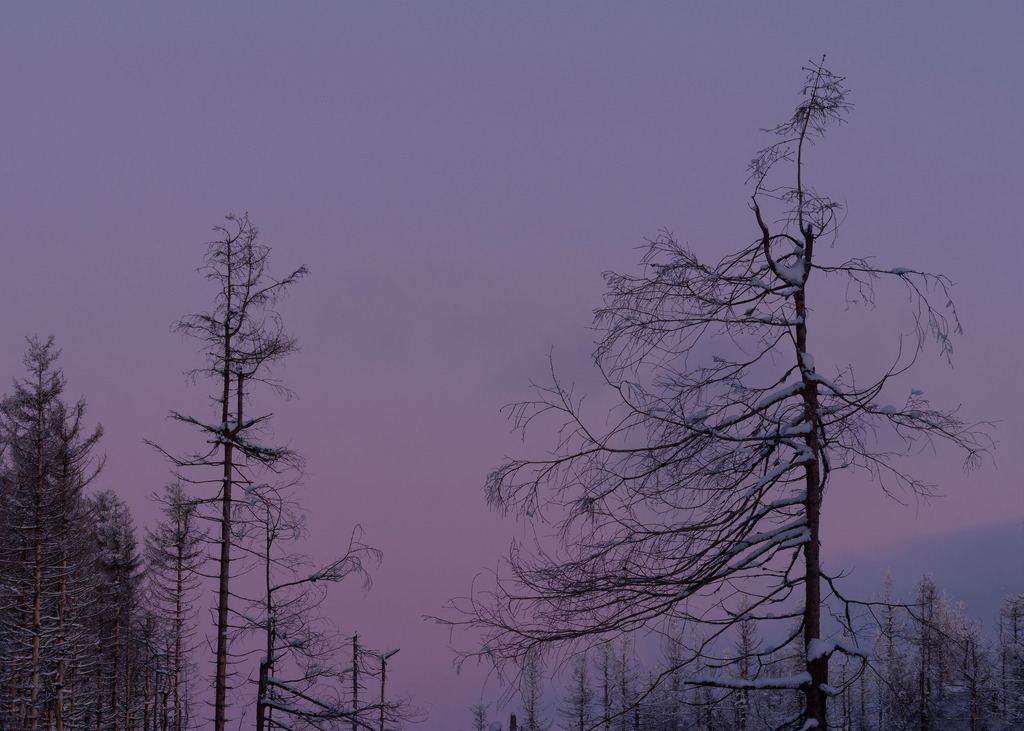 Noch nicht ganz am Ende - des Tages | Vertrocknete Bäume stehen nach Sonnenuntergang vor lila-pinkem Abendhimmel - Realisiert mit Pictrs.com