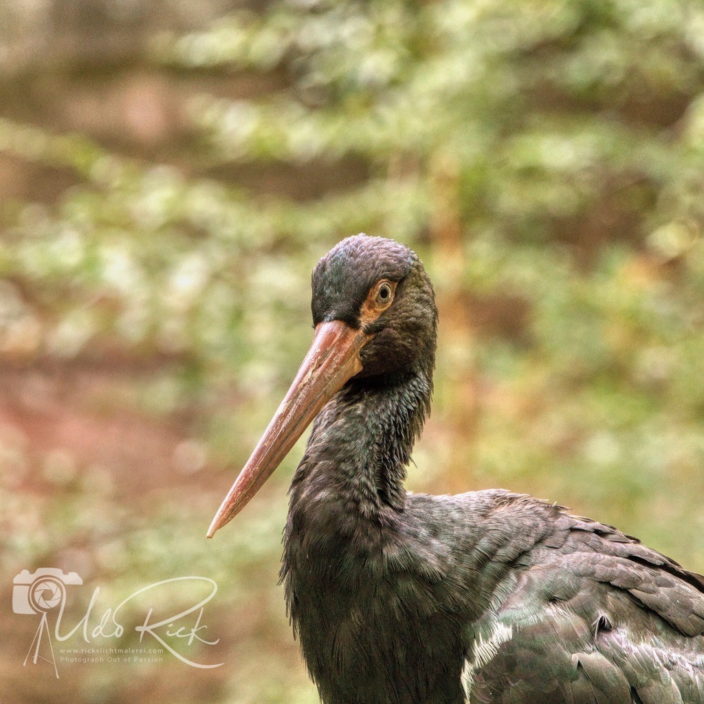 Schwarzstorch | Entdecken Sie Fotografie aus Leidenschaft: Auftragsfotografie, HD-Fotos, Geschenkartikel aus Ihren Bildern und vieles mehr. Beauftragen Sie uns für besondere Momente!