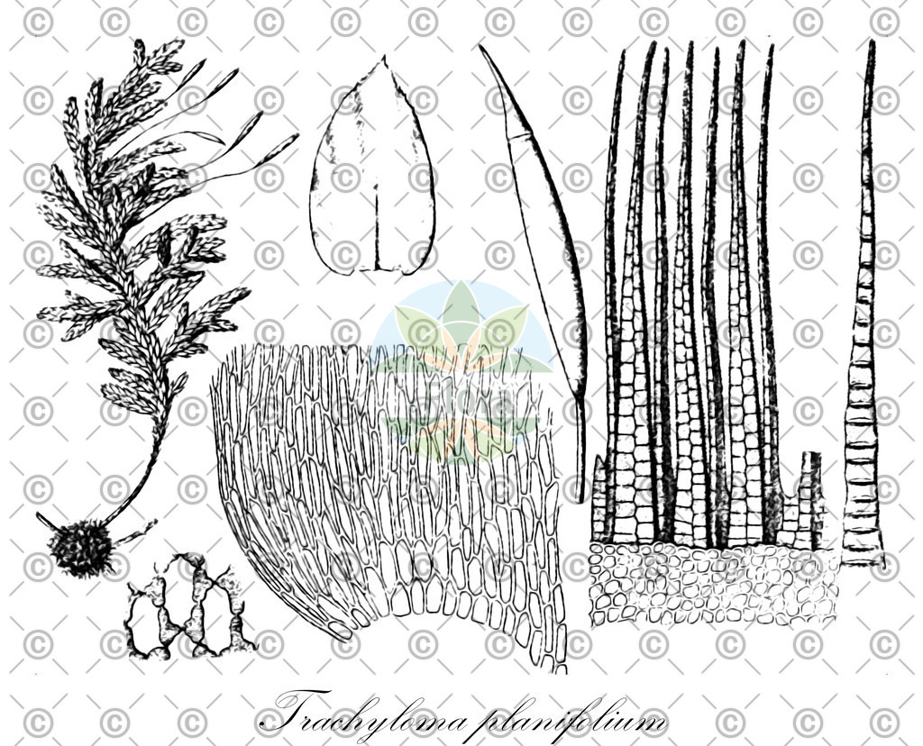 HistAbb_wfo-0001154238_1_ENZY_Simple | Historische Abbildung von Trachyloma planifolium - Trachylomataceae | Historical Illustration of Trachyloma planifolium - Trachylomataceae
