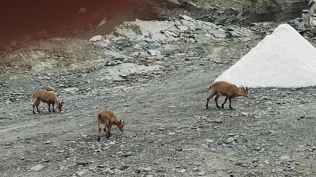 IMG_20250723_151901 | zermatt-wallis-berge-und-mehr - Realisiert mit Pictrs.com