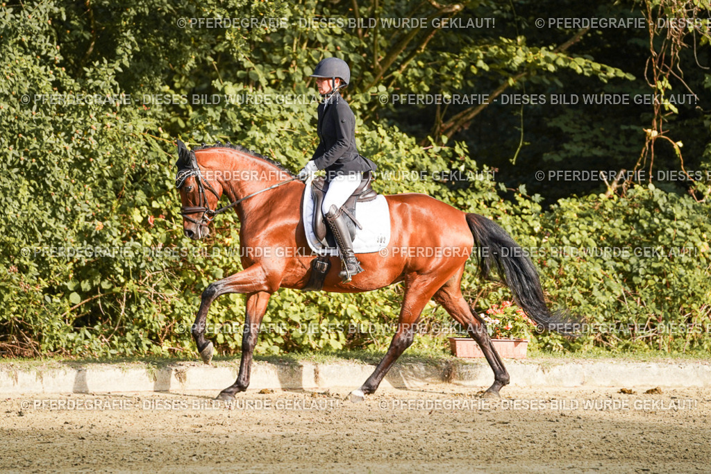 DSC04817 | Pferdegrafie