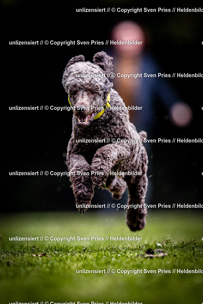 Sven Pries | 2025-10-03 - Hunderennen Obergrombach - Realisiert mit Pictrs.com