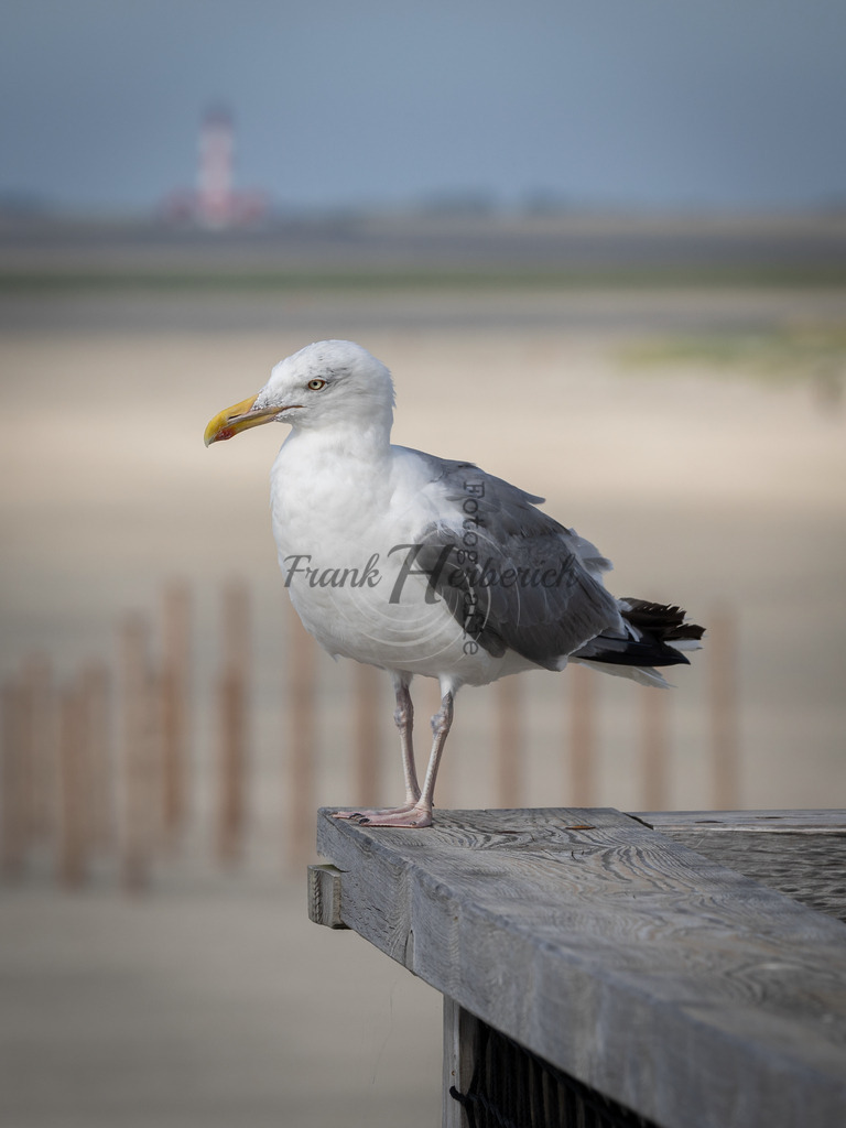 St. Peter Ording | Frank Herberich Fotografie, Frank Herberich, Fotografie, Hochzeit, Portrait, St. Peter Ording, Ording, Westerhever, Nordsee, Frank Fotografie, Hardheim,  Odenwald,Walldürn, Band,Eventfotografie - Realisiert mit Pictrs.com