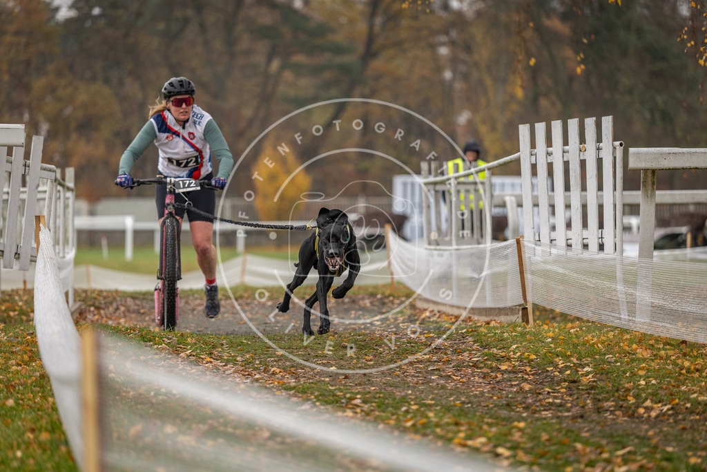 CaniXpix_DV3A8584 | Hundefotografie, Tierfotograf, Pfotenfotografie, Fotoshooting Hund, Hunde Portrait, Hundesport, Hundeportraits, Heideshooting, Hunde, Sportfotograf, Hundefotograf, Turnierhundsport, THS,  - Realisiert mit Pictrs.com