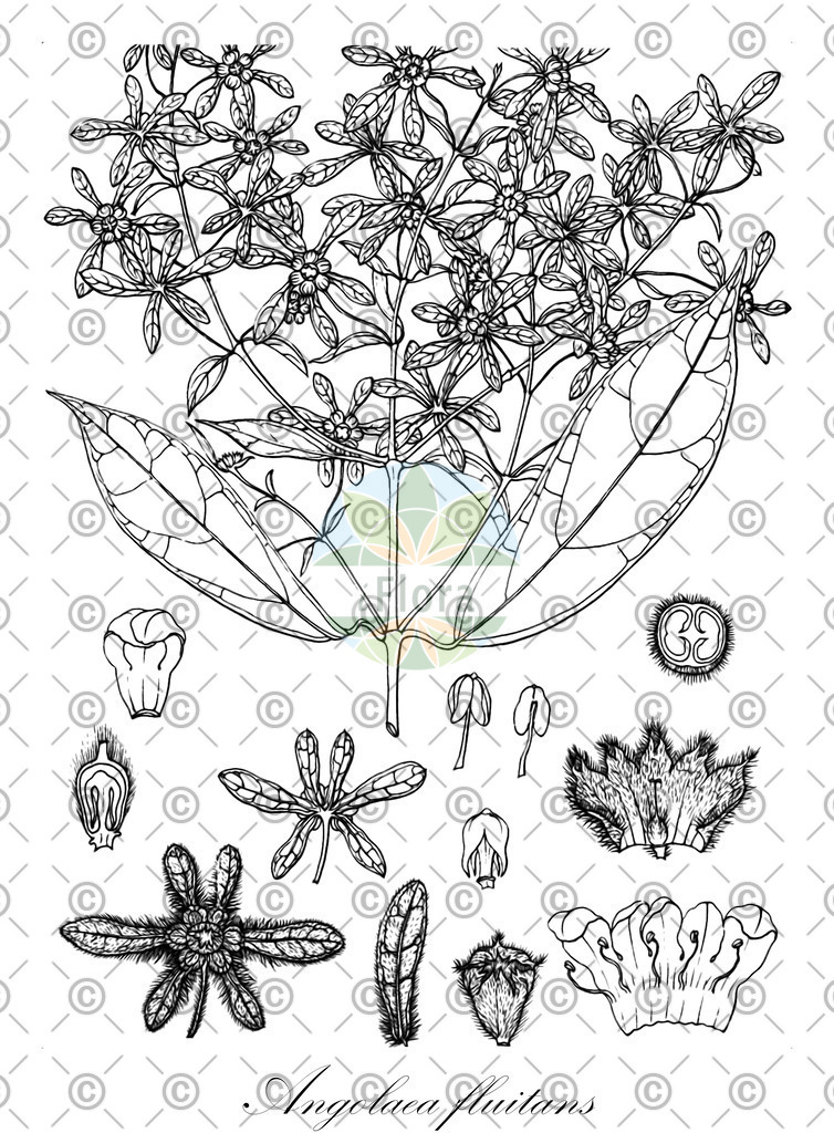 HistAbb_wfo-0000536542_552_ENZY_Simple | Historische Abbildung von Angolaea fluitans - Podostemaceae | Historical Illustration of Angolaea fluitans - Podostemaceae