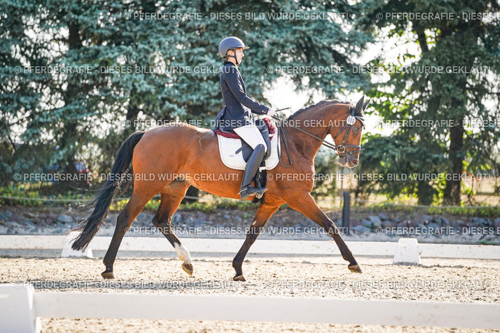 DSC09172 | Pferdegrafie