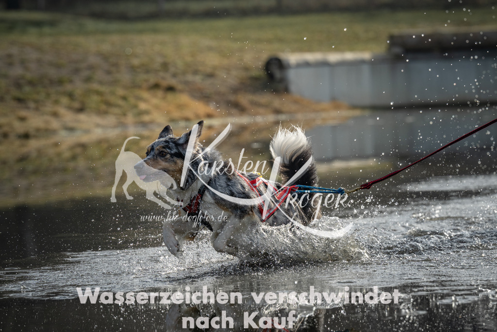 0931_ZZ92060 | kk-dogfotos
