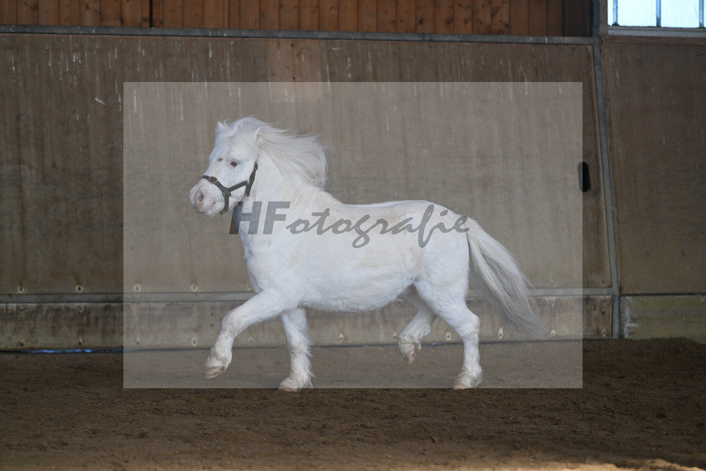 Kat-Nr. 15 Bayerns Flip v. Halstock Firefox_ZG Stumhofer Ostermeier_49250675 | hf-fotografie - Realisiert mit Pictrs.com