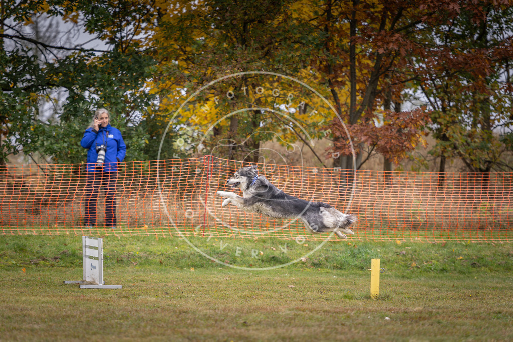 Pfotenfotografie_DV3A1307 | Hundefotografie, Tierfotograf, Pfotenfotografie, Fotoshooting Hund, Hunde Portrait, Hundesport, Hundeportraits, Heideshooting, Hunde, Sportfotograf, Hundefotograf, Turnierhundsport, THS,  - Realisiert mit Pictrs.com