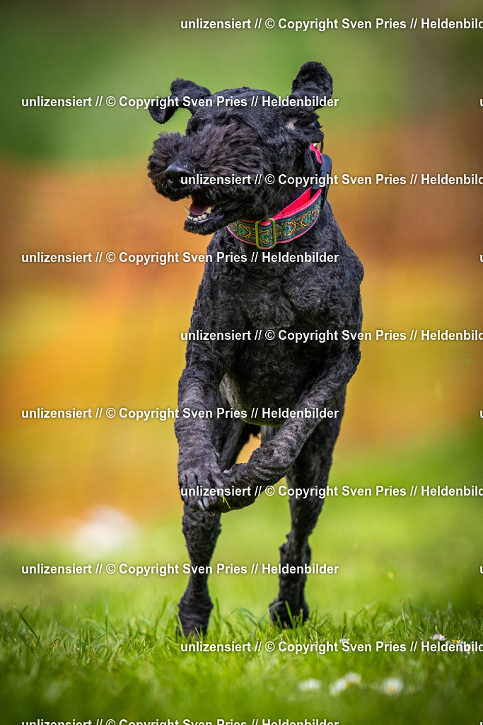 Sven Pries | 2025-04-13 - Hunderennen Baden-Baden - Realisiert mit Pictrs.com