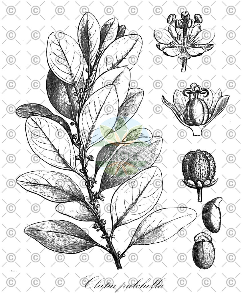 HistAbb_wfo-0000612598_1_ENZY_Simple | Historische Abbildung von Clutia pulchella - Peraceae | Historical Illustration of Clutia pulchella - Peraceae