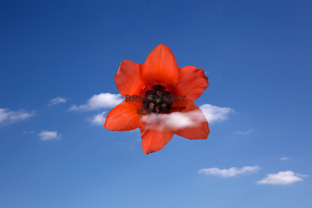 Tulpe am Himmel_IMG_9316 | brosinskyfotodesign-shop - Realisiert mit Pictrs.com
